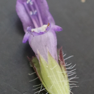 Photographie n°2425815 du taxon Prunella vulgaris L.