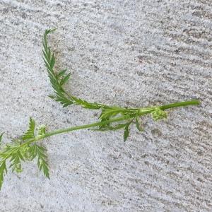 Photographie n°2425843 du taxon Torilis nodosa (L.) Gaertn.