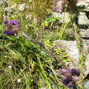 Photographie n°2425845 du taxon Cirsium palustre (L.) Scop. [1772]