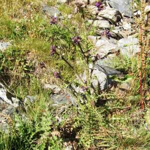 Photographie n°2425848 du taxon Cirsium palustre (L.) Scop. [1772]