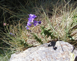 Alain Bigou, le 17 août 2012 (Angoustrine-Villeneuve-des-Escaldes (Coma Joan))