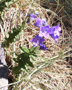 Alain Bigou, le 17 août 2012 (Angoustrine-Villeneuve-des-Escaldes (Coma Joan))