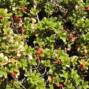 Photographie n°2425855 du taxon Arctostaphylos uva-ursi var. crassifolius Braun-Blanq. [1957]