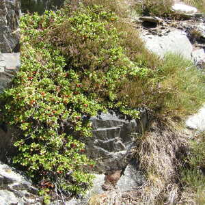 Photographie n°2425856 du taxon Arctostaphylos uva-ursi var. crassifolius Braun-Blanq. [1957]