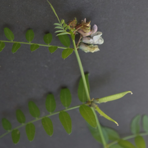 Photographie n°2425901 du taxon Vicia sepium L. [1753]