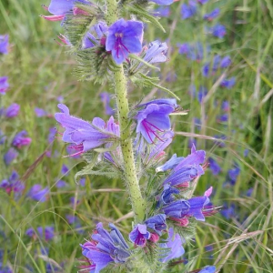 Photographie n°2425914 du taxon Echium vulgare L. [1753]