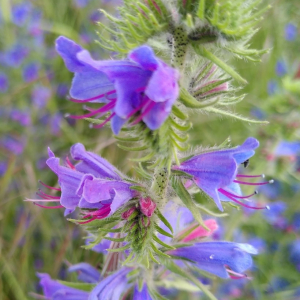 Photographie n°2425915 du taxon Echium vulgare L. [1753]