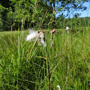 Photographie n°2425932 du taxon Eriophorum angustifolium Honck. [1782]