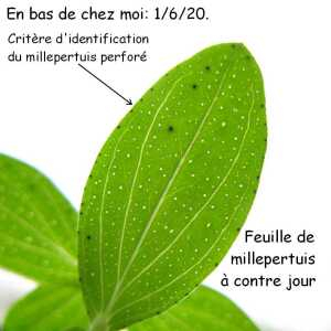 Photographie n°2425961 du taxon Hypericum perforatum L. [1753]