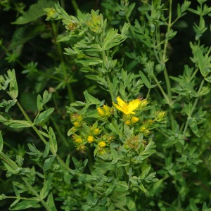 Photographie n°2425966 du taxon Hypericum perforatum L. [1753]