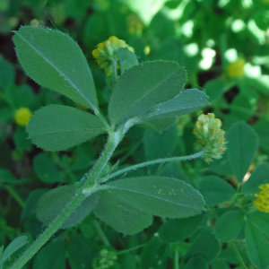 Photographie n°2425980 du taxon Medicago lupulina L. [1753]