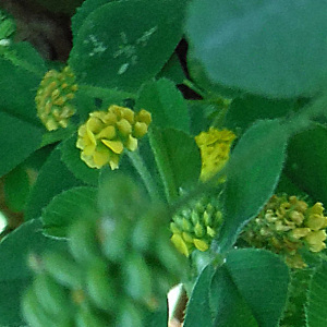 Photographie n°2425981 du taxon Medicago lupulina L. [1753]