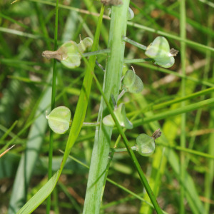 Photographie n°2425995 du taxon Muscari comosum (L.) Mill. [1768]