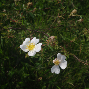 Photographie n°2426003 du taxon Rosa agrestis Savi [1798]