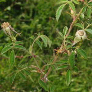 Photographie n°2426005 du taxon Rosa agrestis Savi [1798]