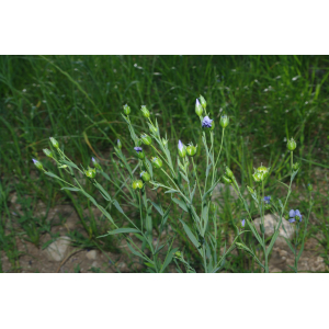 Linum usitatissimum L. subsp. usitatissimum