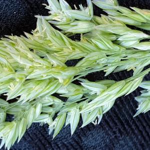 Photographie n°2426034 du taxon Holcus lanatus L. [1753]