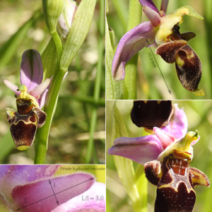 Photographie n°2426086 du taxon Ophrys scolopax subsp. scolopax