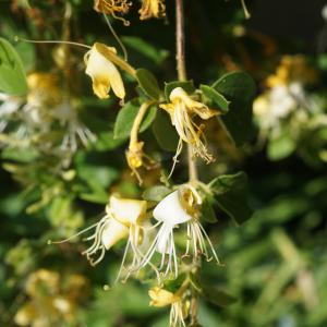 Photographie n°2426160 du taxon Lonicera japonica Thunb. [1784]