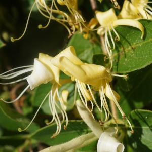 Photographie n°2426163 du taxon Lonicera japonica Thunb. [1784]