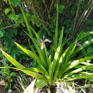 Photographie n°2426168 du taxon Iris foetidissima L.