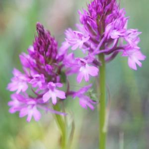 Photographie n°2426191 du taxon Orchis pyramidalis L. [1753]