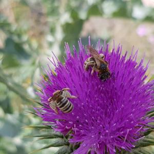 Photographie n°2426214 du taxon Onopordum acanthium subsp. acanthium