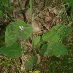 Photographie n°2426245 du taxon Hieracium maculatum Schrank [1789]