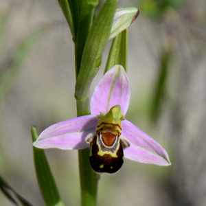 Photographie n°2426247 du taxon Ophrys apifera Huds.