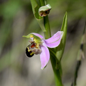 Photographie n°2426249 du taxon Ophrys apifera Huds.