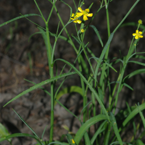 Photographie n°2426258 du taxon Ranunculus flammula L. [1753]