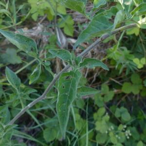 Photographie n°2426260 du taxon Solanum dulcamara L. [1753]