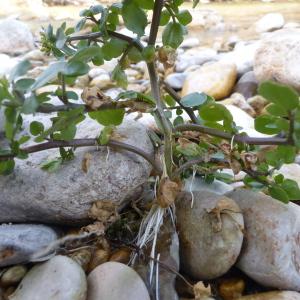 Photographie n°2426268 du taxon Nasturtium officinale R.Br. [1812]