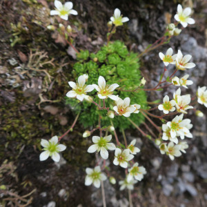  - Saxifraga lamottei Luizet [1913]