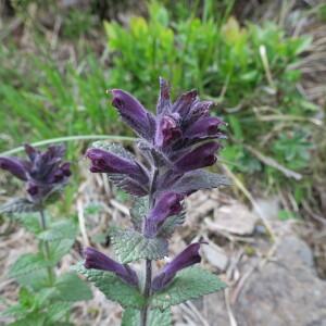  - Bartsia alpina L.