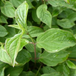 Photographie n°2426296 du taxon Cornus sanguinea L. [1753]