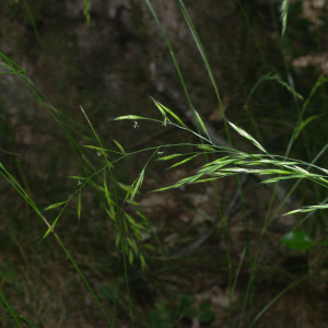  - Festuca heterophylla Lam. [1779]