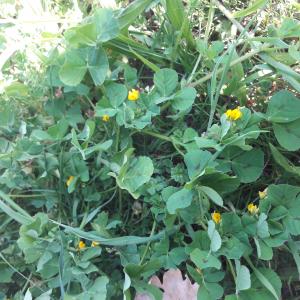 Photographie n°2426358 du taxon Medicago arabica (L.) Huds.