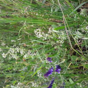 Photographie n°2426373 du taxon Galium mollugo L.