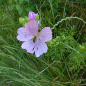 Photographie n°2426382 du taxon Malva moschata L.