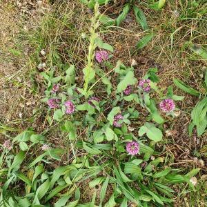 Photographie n°2426385 du taxon Trifolium pratense L.