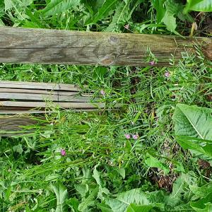 Photographie n°2426388 du taxon Vicia sepium L.