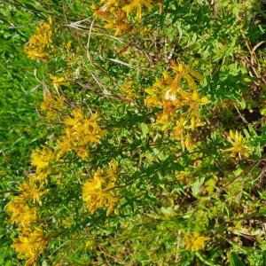 Photographie n°2426389 du taxon Hypericum perforatum L.