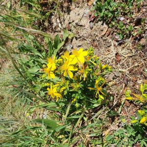 Photographie n°2426390 du taxon Hypericum perforatum L.