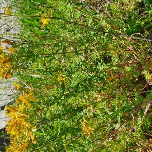Photographie n°2426391 du taxon Hypericum perforatum L.