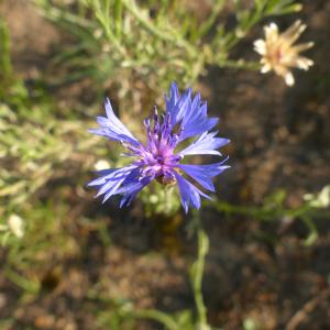 Photographie n°2426392 du taxon Cyanus segetum Hill [1762]