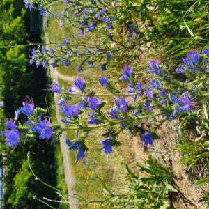 Photographie n°2426436 du taxon Echium vulgare L.