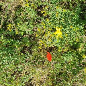 Photographie n°2426443 du taxon Hypericum perforatum L.