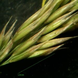  - Agrostis curtisii Kerguélen [1976]