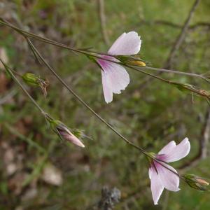 Photographie n°2426492 du taxon Linum tenuifolium L. [1753]